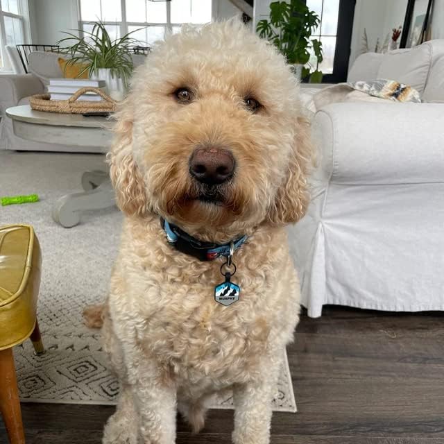 Silent Dog Tag Personalized with 5 Lines of Custom Deep Engraved Durable Soundless Silicone Pet ID Name Tag Hexagon Mountain Orange