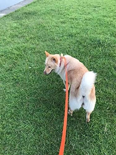 AMAGOOD Dog/Puppy Obedience Recall Training Agility Lead-15 ft 20 ft 30 ft 50 ft Long Leash-for Dog Training,Tie Out,Play,Safety,Camping (50Feet x 1Inch, Orange)