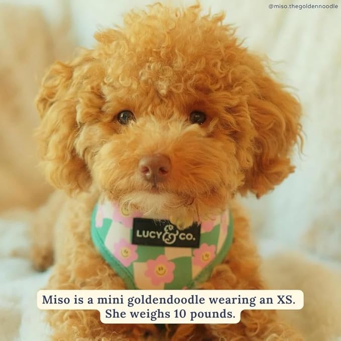Lucy & Co. Cute Reversible Dog Harness Walking Halter - Best Designer Pet Harnesses for XS - XL Dogs - Padded Adjustable Vest for Easy Walking. (Just Chill Reversible Harness).