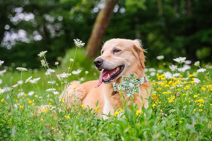 Lionheart Glory Cute Lemon Floral Pattern Adjustable Dog Collar for X-Large Dogs