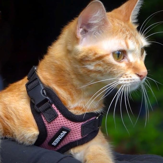 Voyager Escape-Proof Step-in Lock Cat Harness & 5ft Neoprene-Handle Leash Set All-Weather Mesh with Reflective Stitching for Small to Large Cats by Best Pet Supplies, Turquoise/Black Trim, XS