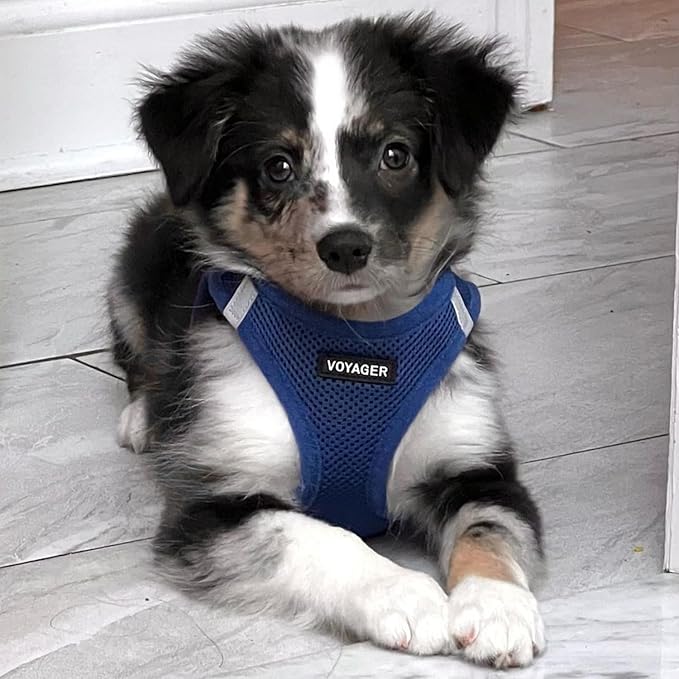 Best Pet Supplies Voyager Step-in Air Harness - All Weather Mesh, Reflective, No Pull Harness for Dogs, Cats - Secure with Hook & Loop Fastener, Buckle, Double D-Rings - Royal Blue, M