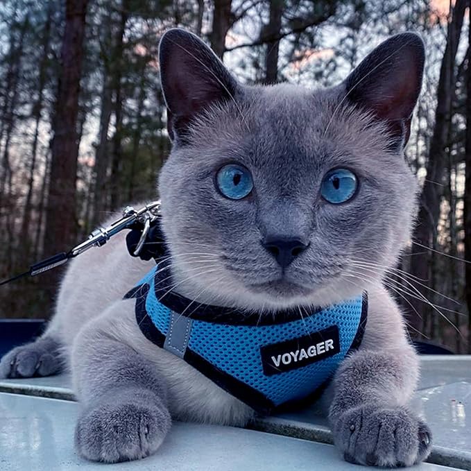 Best Pet Supplies Voyager Step-in Air Harness - All Weather Mesh, Reflective, No Pull Harness for Dogs, Cats - Secure with Hook & Loop Fastener, Buckle, Double D-Rings - Baby Blue/Black Trim, S