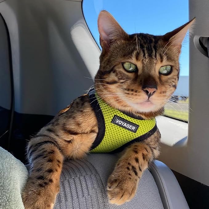 Best Pet Supplies Voyager Step-in Air Harness - All Weather Mesh, Reflective, No Pull Harness for Dogs, Cats - Secure with Hook & Loop Fastener, Buckle, Double D-Rings - Lime Green/Black Trim, XXS