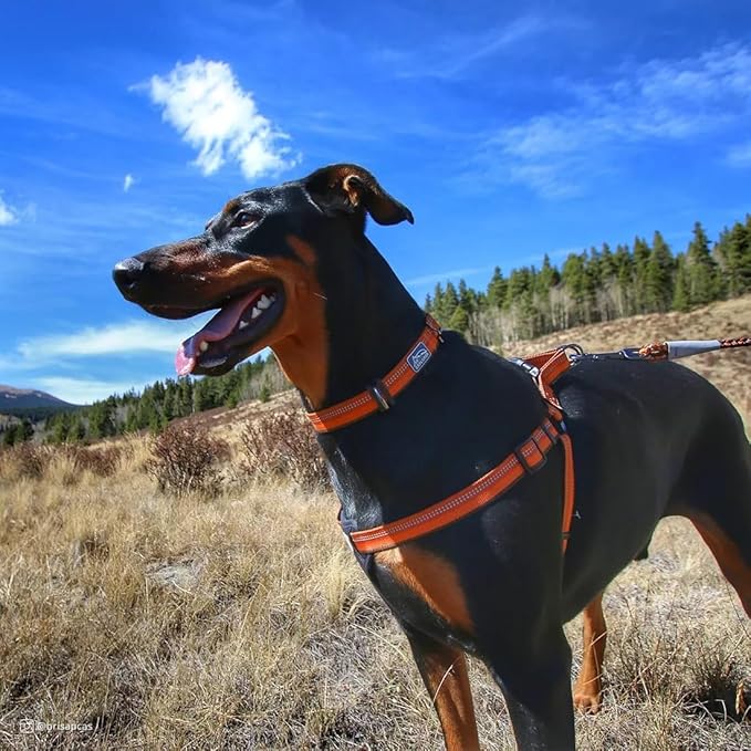 Coastal Pet K9 Explorer Reflective Adjustable Dog Collar - Comfortable Collar for The Outdoors - Durable, Lightweight Accessory with Side-Release Buckle - Berry, 5/8" x 10-14"