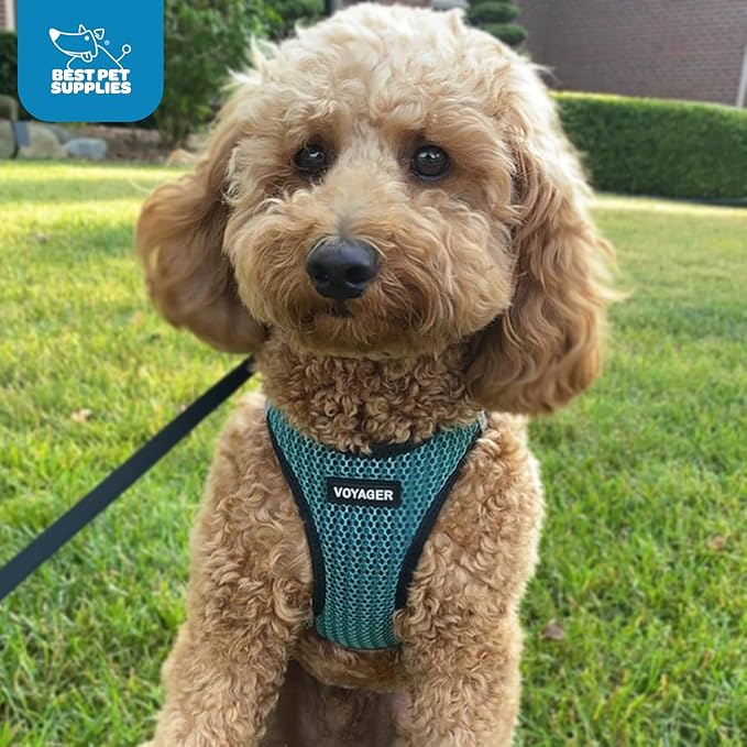 Best Pet Supplies - All Weather Mesh/Plush, Reflective, No Pull Harness for Small, Medium Dogs, Cats - Secure with Hook & Loop Fastener, Buckle, Double D-Rings - Turquoise 2-Tone, XS