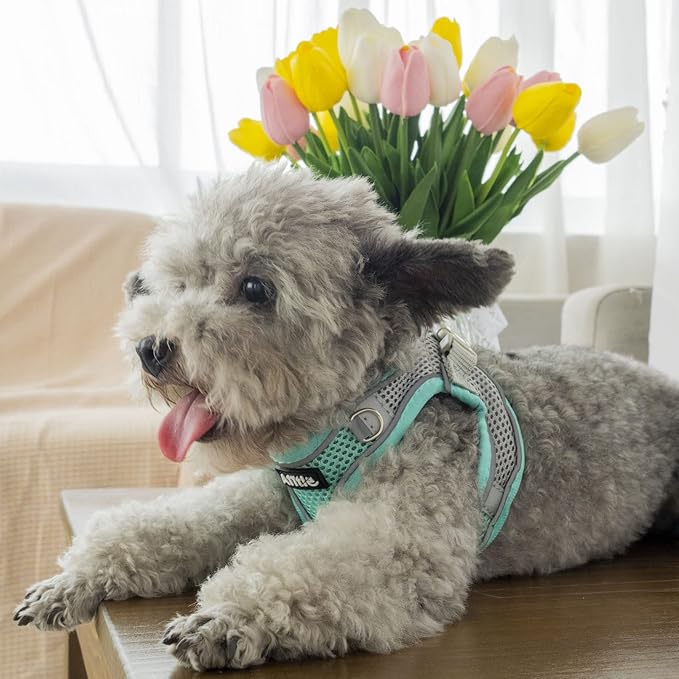 AIITLE Dog Harness, No-Pull Cat Harness with a Leash, Adjustable Reflective Dog Vest, Cat Harness Escape Proof, Outdoor Walking, Running,Training for Extra Small Dogs and House Cats Turquoise XXXS