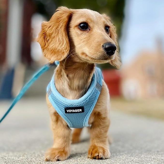 Best Pet Supplies Voyager Step-in Air All Weather Mesh Harness and Reflective Dog 5 ft Leash Combo with Neoprene Handle, for Small, Medium and Large Breed Puppies - Set (Baby Blue), XS