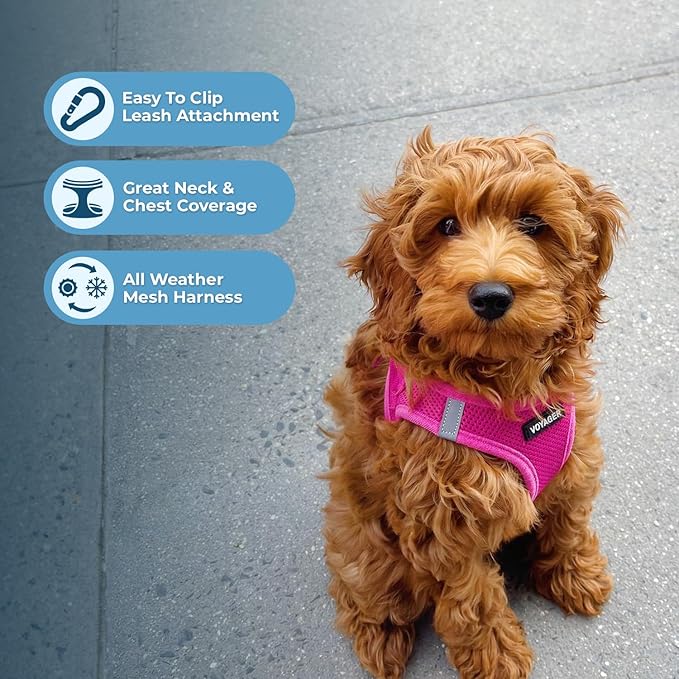 Best Pet Supplies Voyager Step-in Air All Weather Mesh Harness and Reflective Dog 5 ft Leash Combo with Neoprene Handle, for Small, Medium and Large Breed Puppies - Set (Fuchsia), XS