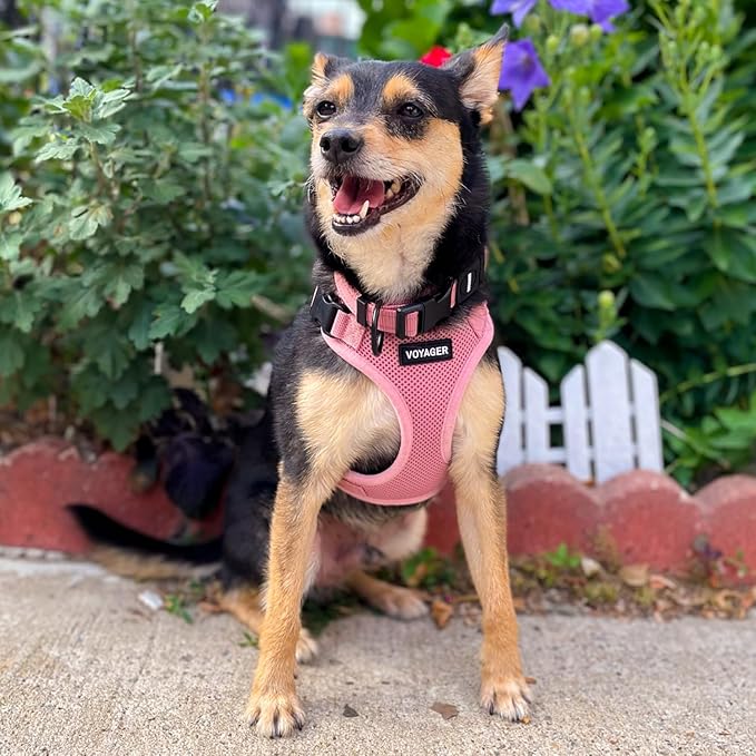 Voyager Step-in Pet Harness - All Weather Mesh, Adjustable Step in Harness for Cats and Dogs by Best Pet Supplies - Pink, M