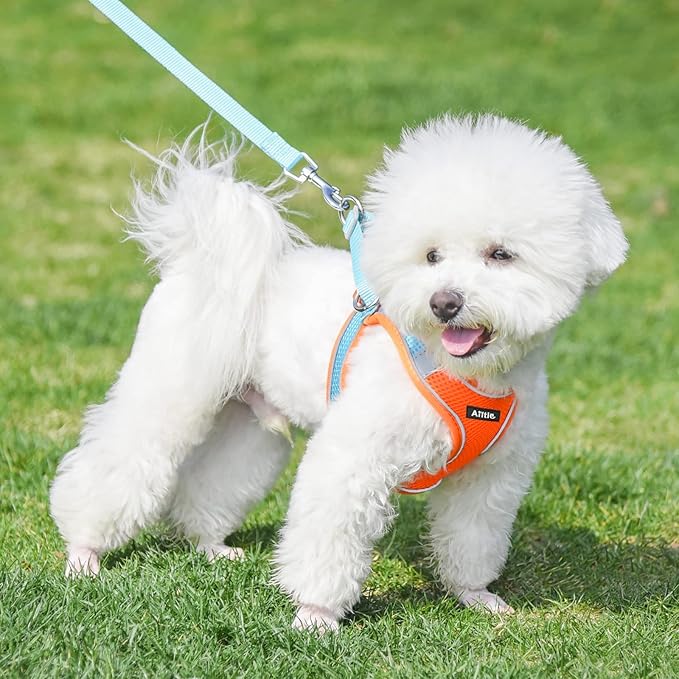 AIITLE No Pull Dog Harness and Leash Set, Step in Adjustable Dog Harness with Padded Vest for All Weather, Dog Leash with Soft Padded Handle, Easy to Put on Small and Medium Dogs Orange S