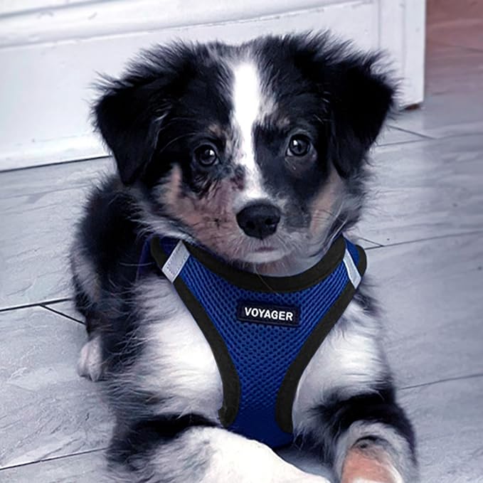 Best Pet Supplies Voyager Step-in Air All Weather Mesh Harness and Reflective Dog 5 ft Leash Combo with Neoprene Handle, for Small, Medium and Large Breed Puppies - Royal Blue/Black Trim, XXX-Small