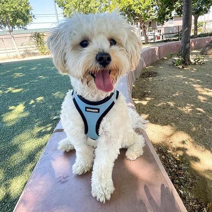 Best Pet Supplies Voyager Step-in Air Harness - All Weather Mesh, Reflective, No Pull Harness for Dogs, Cats - Secure with Hook & Loop Fastener, Buckle, Double D-Rings - Baby Blue/Black Trim, M