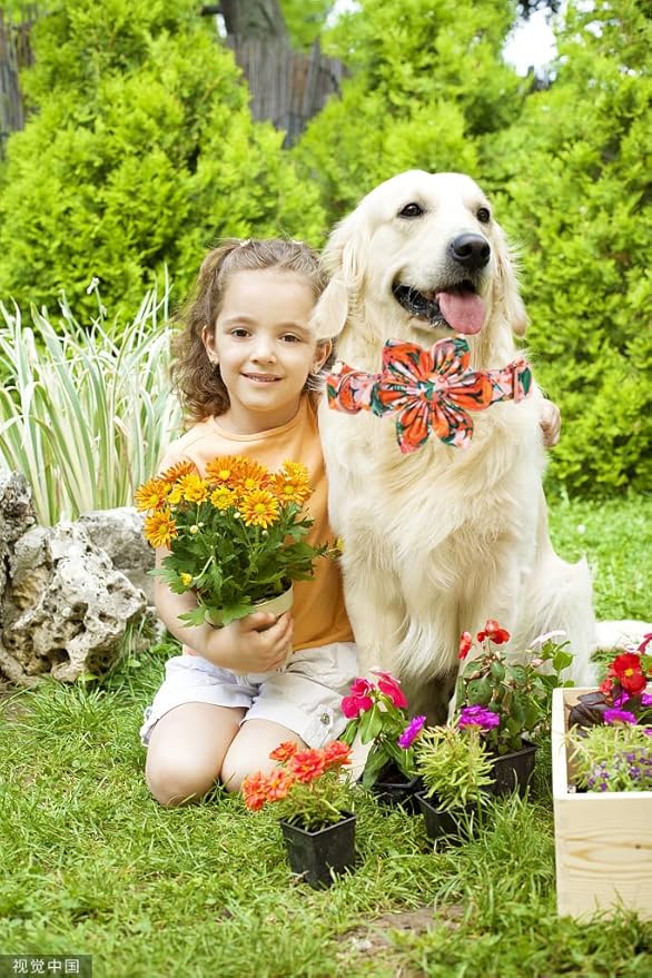 Lionheart Glory Dog Collar, Dog Collar with Flower, Cute Floral Pattern Pet Collar Adjustable Dog Collar for Large Dogs