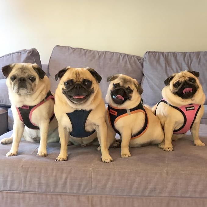 Best Pet Supplies - All Weather Mesh / Plush, Reflective, No Pull Harness for Small, Medium Dogs, Cats - Secure with Hook & Loop Fastener, Buckle, Double D-Rings - Blue/Black Trim, L