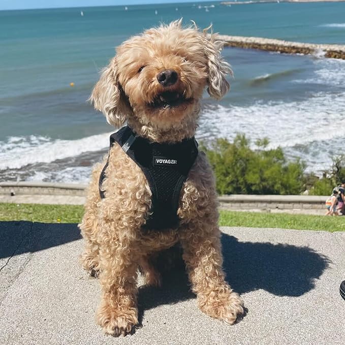 Best Pet Supplies Voyager Step-in Air Harness - All Weather Mesh, Reflective, No Pull Harness for Dogs, Cats - Secure with Hook & Loop Fastener, Buckle, Double D-Rings - Black, XXXS