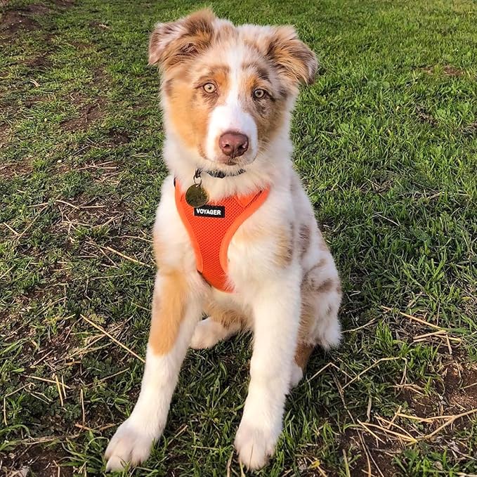 Best Pet Supplies Voyager Step-in Air All Weather Mesh Harness and Reflective Dog 5 ft Leash Combo with Neoprene Handle, for Small, Medium and Large Breed Puppies - Harness Leash Set (Orange), XS