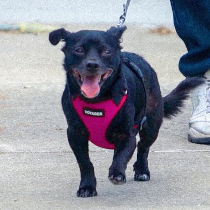 Voyager Step-in Pet Harness - All Weather Mesh, Adjustable Step in Harness for Cats and Dogs by Best Pet Supplies - Fuchsia/Black Trim, S