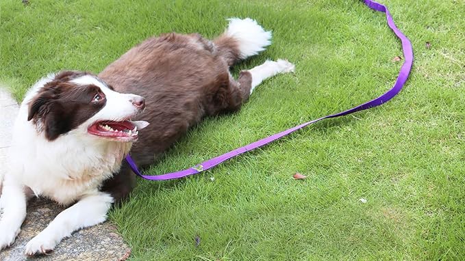 AMAGOOD Dog/Puppy Obedience Recall Training Agility Lead-15 ft 20 ft 30 ft 50 ft Long Leash-for Dog Training,Tie Out,Play,Safety,Camping (15Feet x 1Inch, Purple)