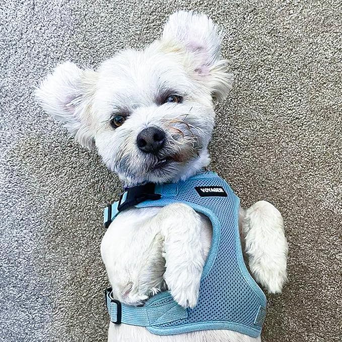 Voyager Step-in Pet Harness - All Weather Mesh, Adjustable Step in Harness for Cats and Dogs by Best Pet Supplies - Baby Blue, XL
