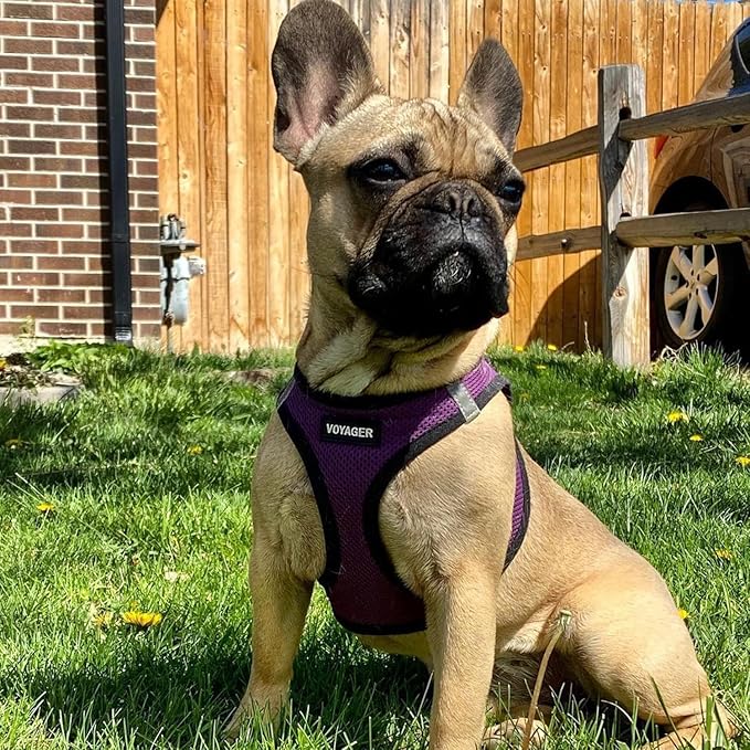 Best Pet Supplies Voyager Step-in Air All Weather Mesh Harness and Reflective Dog 5 ft Leash Combo with Neoprene Handle, for Small, Medium and Large Breed Puppies - Purple/Black Trim, Medium