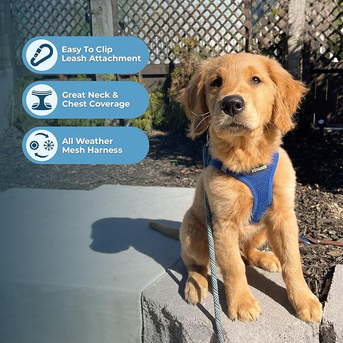 Best Pet Supplies Voyager Step-in Air All Weather Mesh Harness and Reflective Dog 5 ft Leash Combo with Neoprene Handle, for Small, Medium and Large Breed Puppies - Set (Royal Blue), XXS